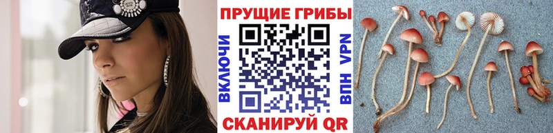 продажа наркотиков  Таруса  Псилоцибиновые грибы MAGIC MUSHROOMS 